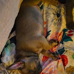 French Bulldog Puppies - CKC Registered in Fayetteville, nc