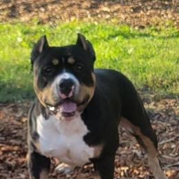 American Bully Puppies for Sale - 2 Left in Nashville, tn