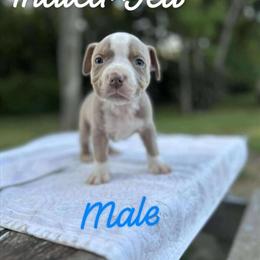 Pocket American Bully Puppies Available in Nashville, tn