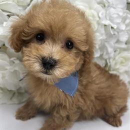 Male Poodle Mix Puppy Ready for Forever Home in Brooklyn, ny