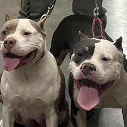 Blue Tri American Bully for Adoption in Monroe, mi