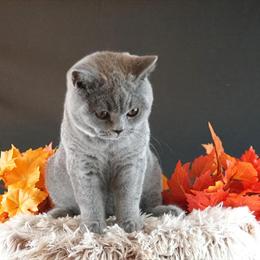 British Shorthair Kittens Available from Champion Bloodlines in Houston, tx