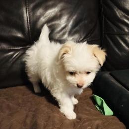 Maltese Chihuahua Mix Puppies Ready for Forever Homes in Jackson, mi