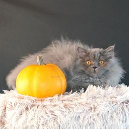 Blue British Longhair Kittens Available Now in Houston, tx