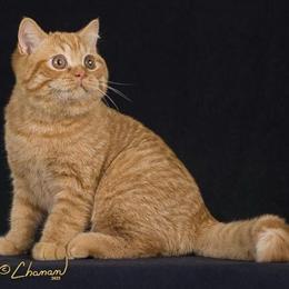 British Shorthair Kittens Available from Champion Bloodlines in Houston, tx