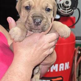 Cane Corso Puppies Available After November 5th in Wheelersburg, oh