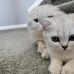 Scottish Straight Kittens Available in Commerce City, co