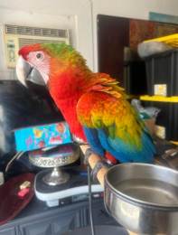 Baby Sun Macaw 2 Months Old Hand Raised Special Bird in Miami, FL