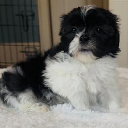 Teddy Bear puppy available - 8 weeks old, loved and socialized in Grand Rapids, mi