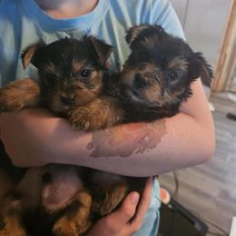 Yorkshire Terrier Puppies Available in Newaygo, mi