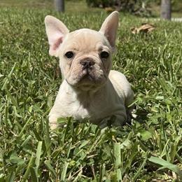 French Bulldog Puppies Born on August 12, 2025 in Lehigh Acres, fl