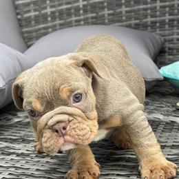 English Bulldog Puppies Available - AKC Registered in Lehigh Acres, fl