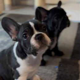 French Bulldog Puppies Available with Health Certificates in Lehigh Acres, fl