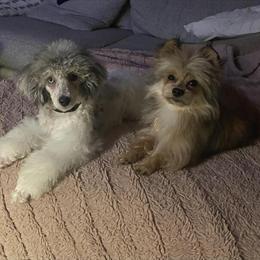 Mini Poodle Stud Wanted for Spring/Summer 2026 in Corry, pa