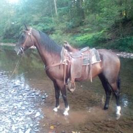 4-Year-Old Black Morgan Mare for Sale in Lykens, PA in Omaha, ne