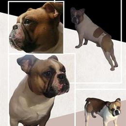 Frenchton Stud - 90% French Bulldog, 10% Boston Terrier in Birch Run, mi