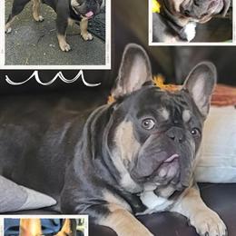 French Bulldog Stud - Blue with Tan Points in Birch Run, mi