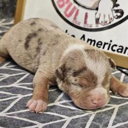 American Bully Puppies Starting at $1500 - Veteran Owned in Emporia, va