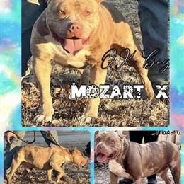 Pocket Bully Available for Stud in Olive Branch, ms