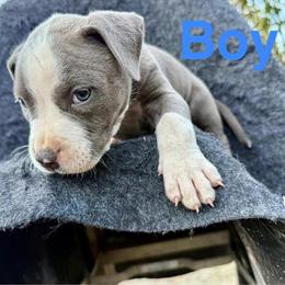 Brindle and Gray Puppies Available in Sacramento, ca