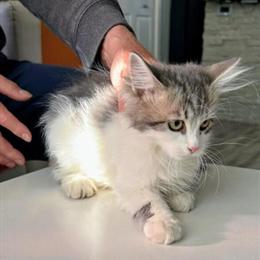 Siberian Kittens Available in Aurora, co
