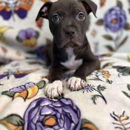 Bully Puppy Available for Adoption in Maryville, tn