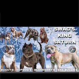XL American Bully Stud Available for Breeding in Olive Branch, ms