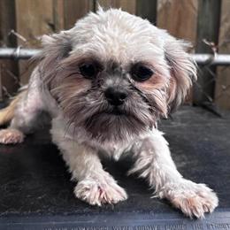 Shih Tzu Puppies Available in Detroit, mi