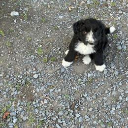 Borderdoodle Puppy Looking for a Loving Home in Watertown, ny