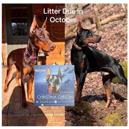 AKC European Doberman Pinscher Puppies Available in Johnson City, tn