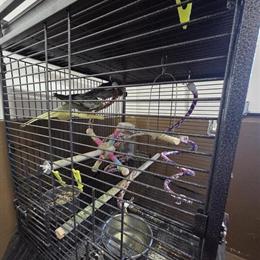 Cockatiels for sale with cage in Hanover Park, il