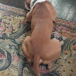 Stud Fees for Male Staffordshire Bull Terrier in Griffin, ga