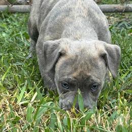 Pitbull Puppies for Sale in Norfolk, va