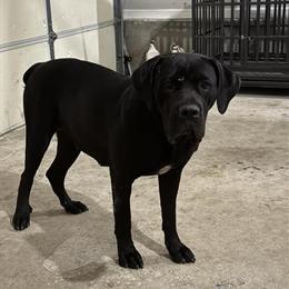 Cane Corso Puppies for Sale with Shots and Ears Cropped in Lawrenceville, ga