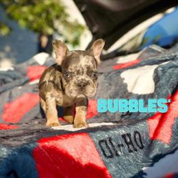 French Bulldog Puppies Available - 3 Girls & 2 Boys in Columbus, oh
