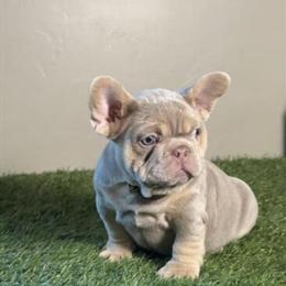 French Bulldog Puppies Available in Tucson, az