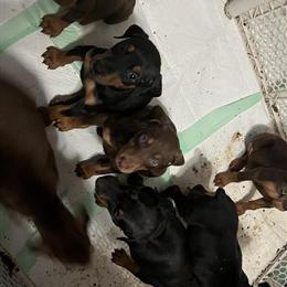 Doberman Puppies - 3 Red Females Available in Nicholasville, ky