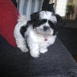 11 Weeks Old Male Shih Tzu Puppy in Paducah in Paducah, ky