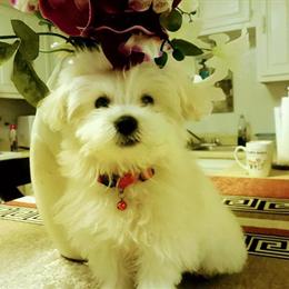 11 Weeks Old Female Shihpoo Puppy in Paducah, ky