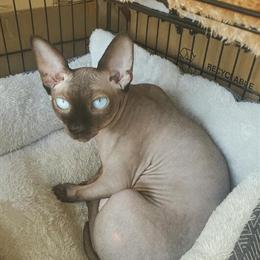 Sphynx Cat - 2.5 Years Old Female - $300 - New Jersey Pickup in New York, ny