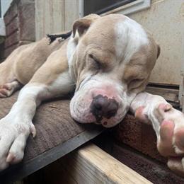 Sweet male Pit Bull puppy needs a new home in Atlanta, ga