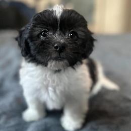 Teddy Bear puppies available from loving hobby breeder in Grand Rapids, mi