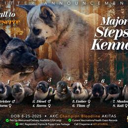 AKC Champion Bloodline Akita Puppies with Delivery Options in Memphis, tn