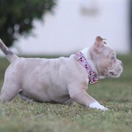 American Pocket Bully Female - Lilac Merle Available in Tampa, fl