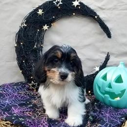 Schweenie Puppies Available for Adoption in Bowling Green, ky