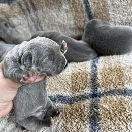 Cane Corso Puppies Available - Male Ready Now in Greensboro, nc