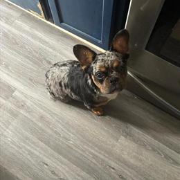 Fluffy Merle French Bulldog Female for Sale in Detroit, mi