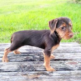 Dorkie Puppy Available with Vaccinations and Health Certificate in Miami, fl