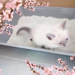 Siamese Kittens Ready for Loving Homes in West Sacramento, ca