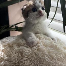 Scottish Fold Kitten Available in Conroe, tx